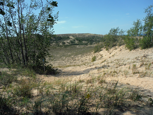 prickly tufts of vegetation